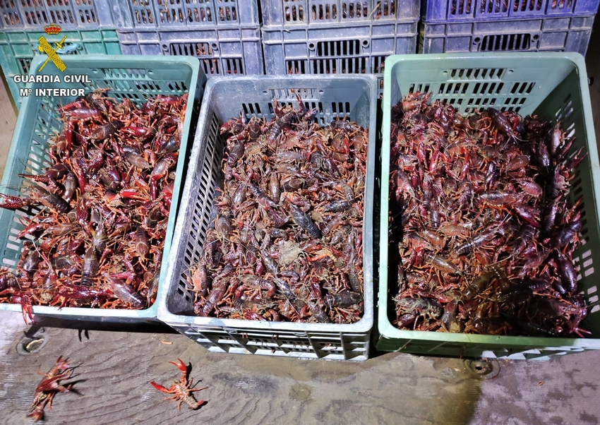 Cangrejos intervenidos 3