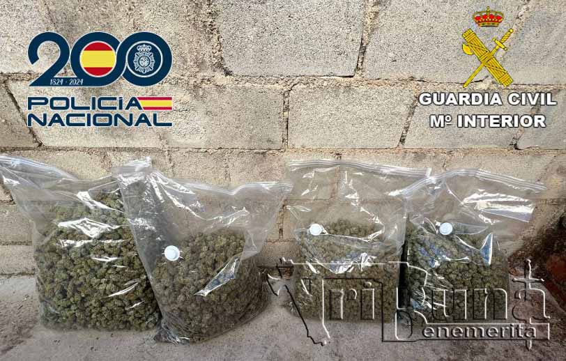 Cogollos marihuana incautados