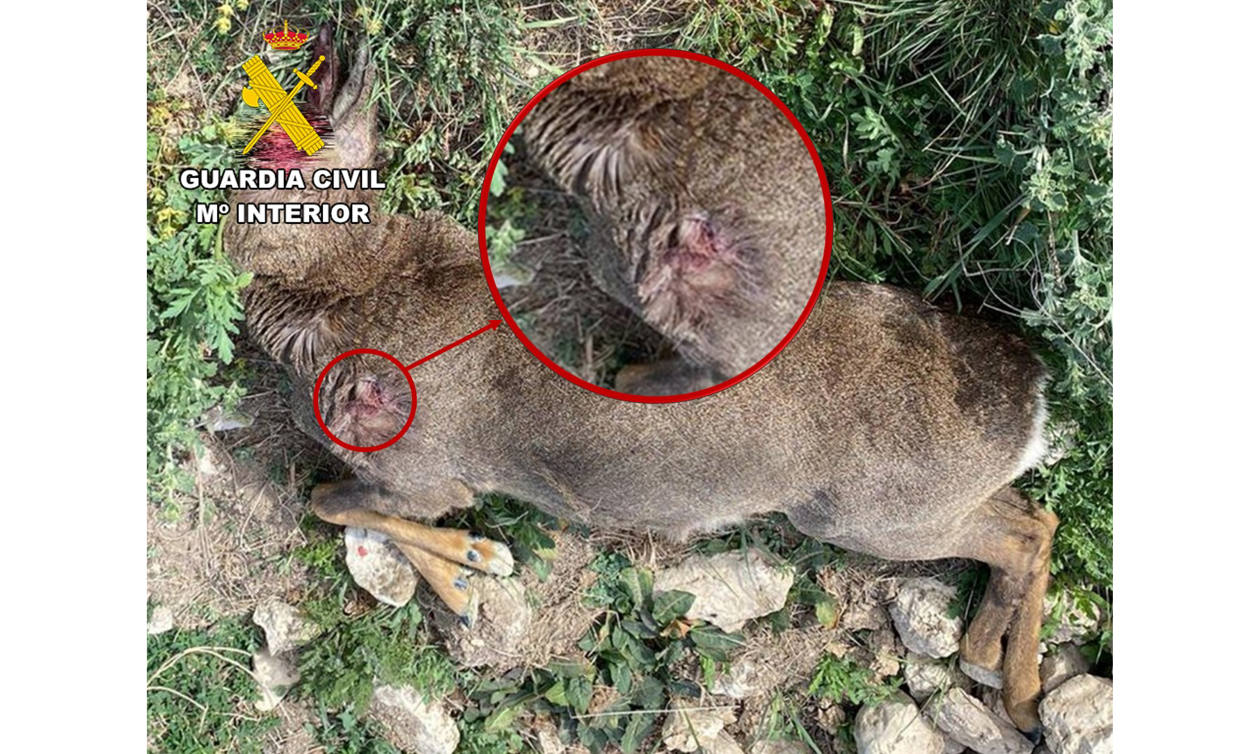 Corzo abatido detalle disparo