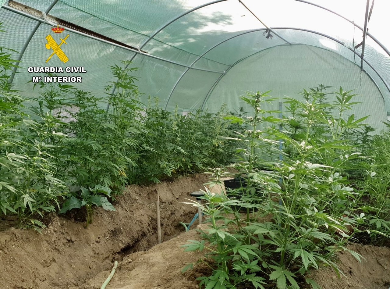 Cultivo de plantas de marihuana hallado