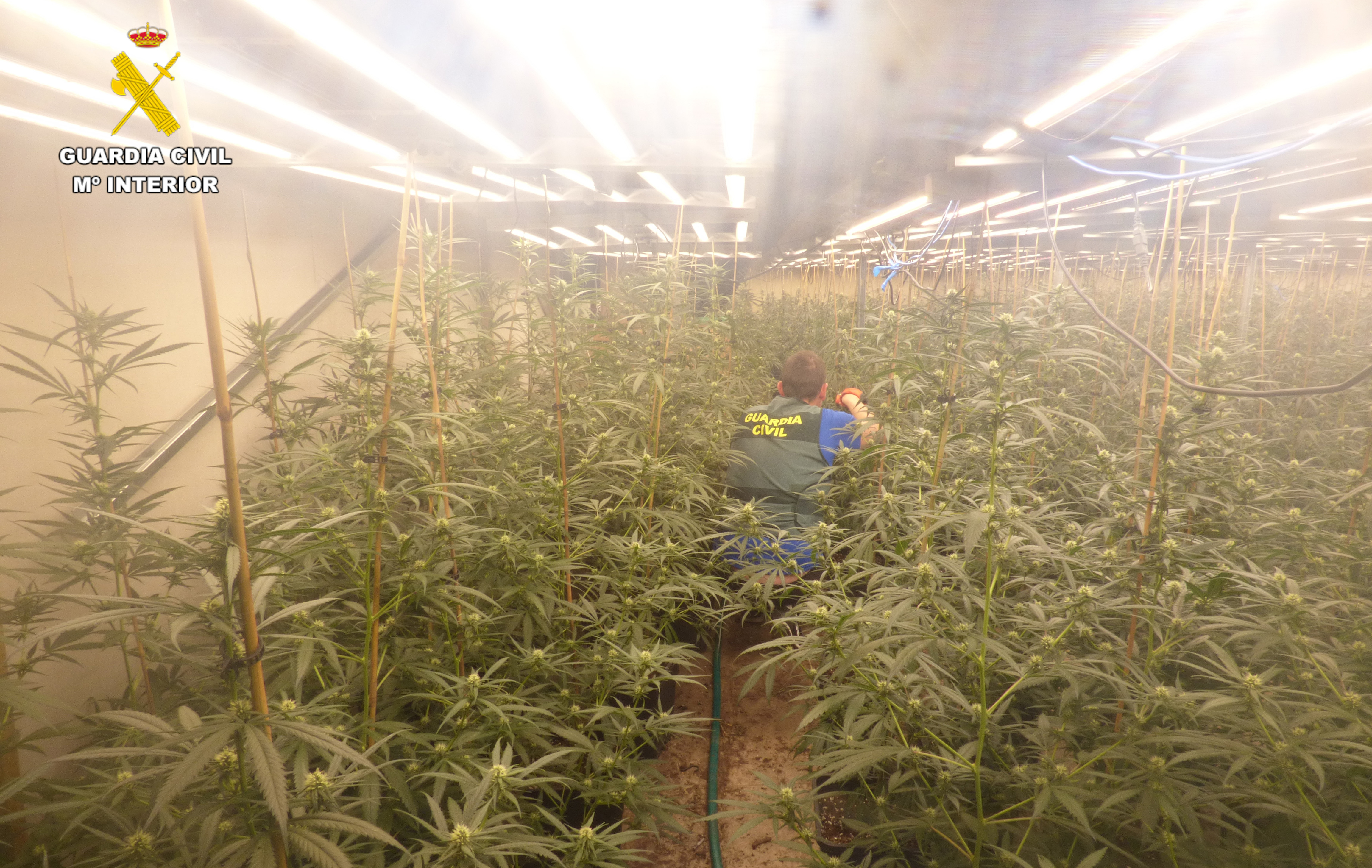 FOTO 1 plantacion v