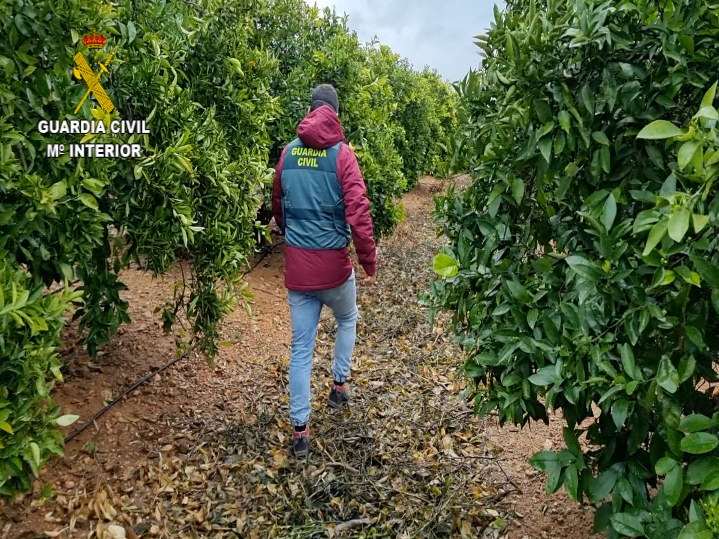 FOTO valencia naranjos