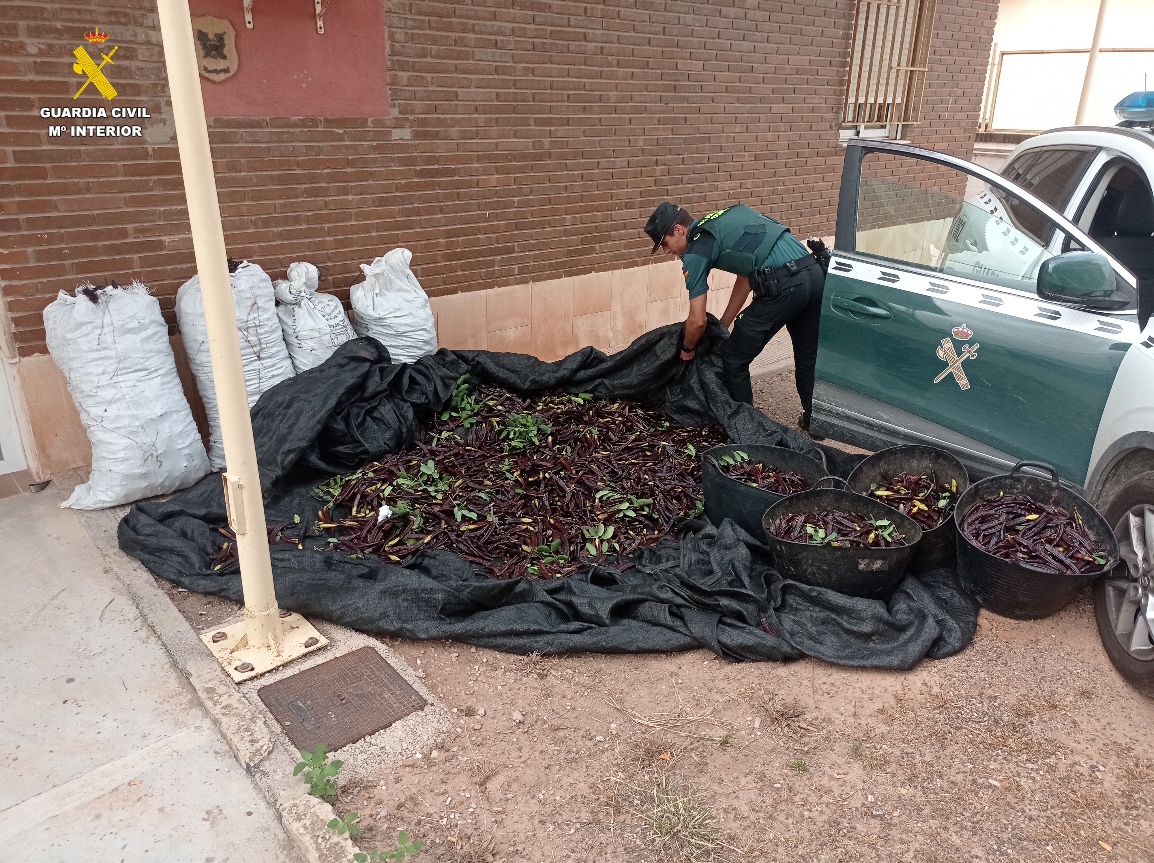 Foto 1 algarrobas valencia