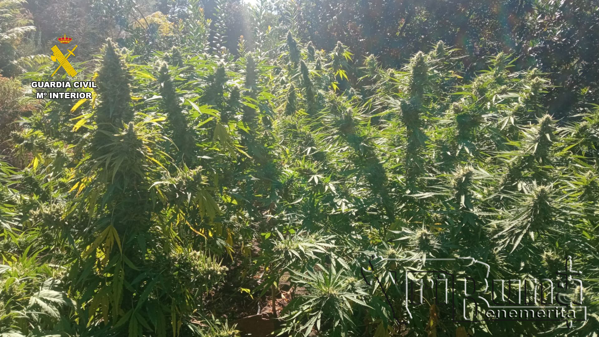 Fotografía plantacion caceres marca de agua