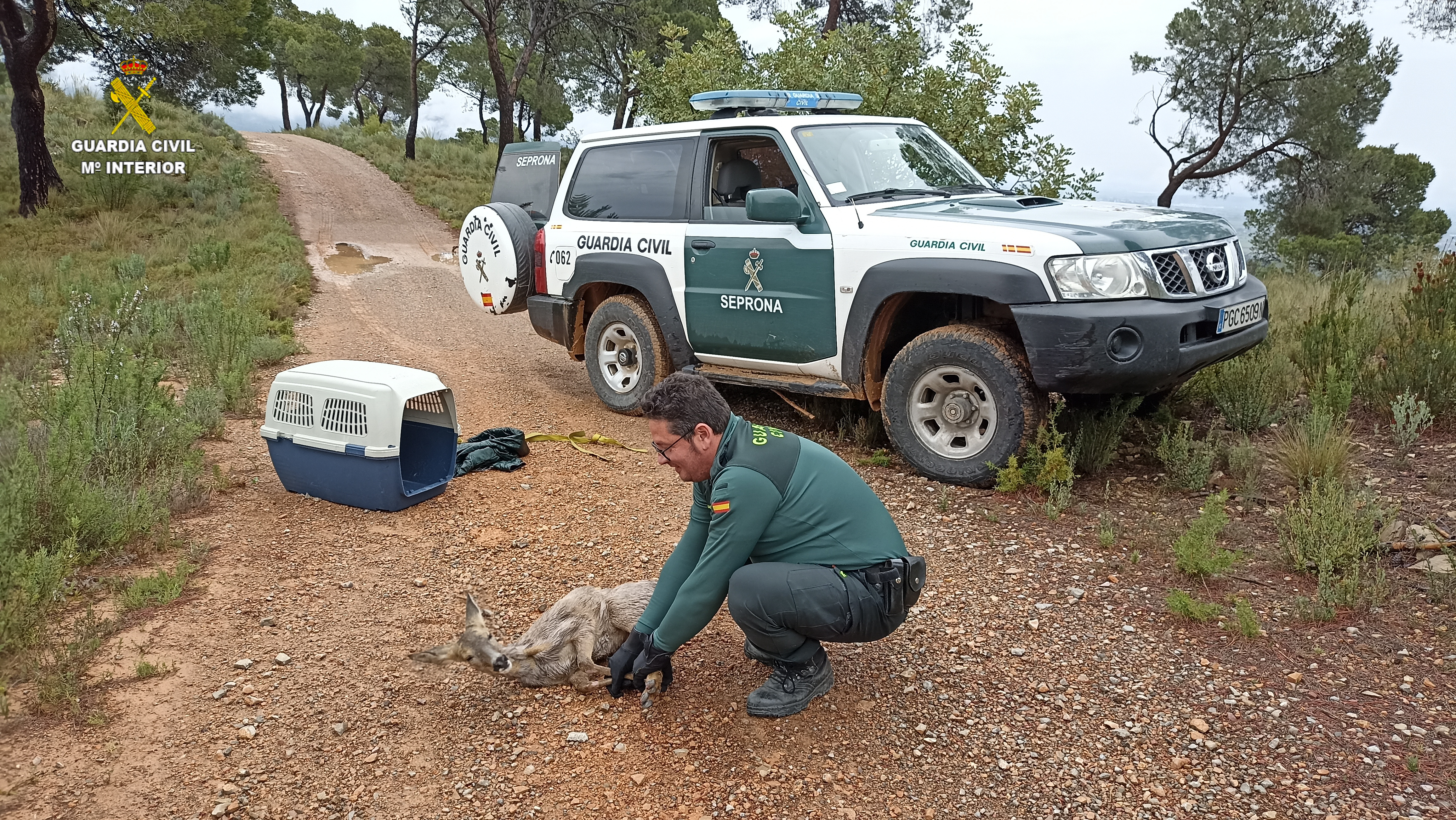Fotografía rescate corzo seprona