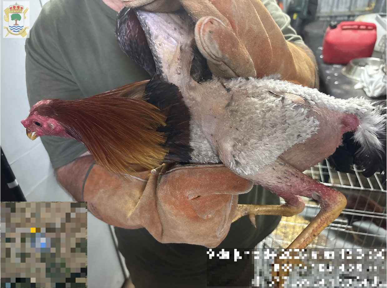 GALLO 1