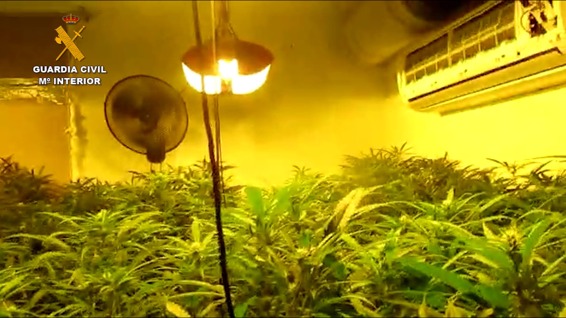 GUARDIA CIVIL CADIZ PLANTACION