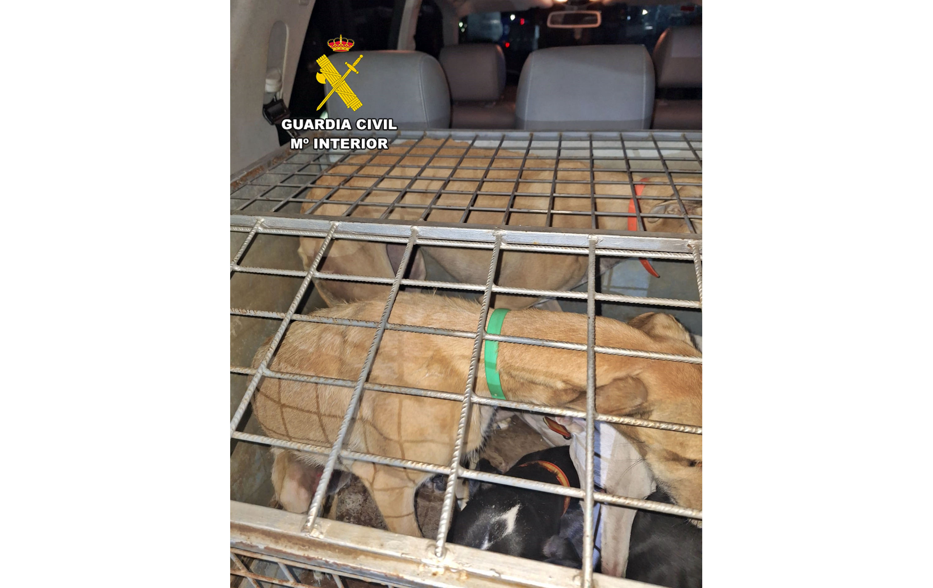 Galgos en vehículo