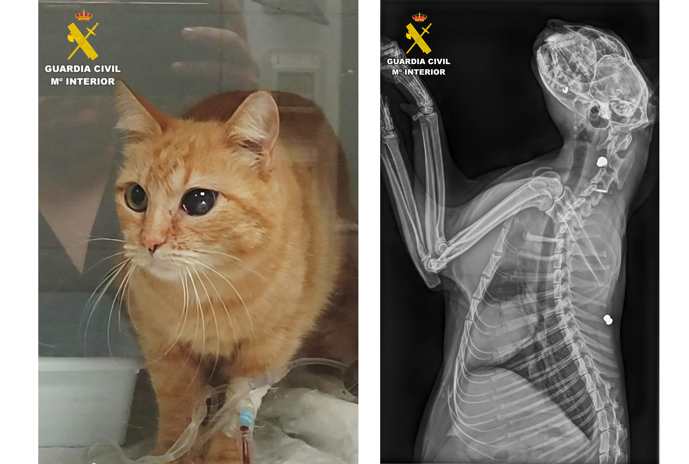 Gato 2