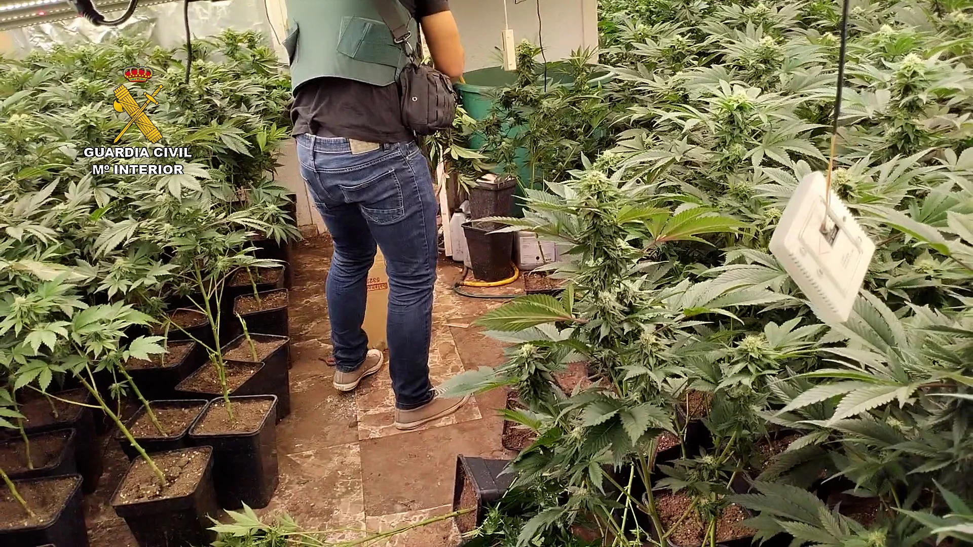 Guardia Civil Marihuana 5 1