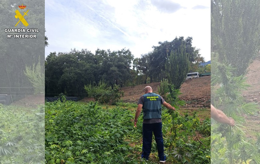 IMAGEN 2 plantacion