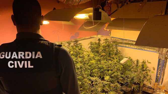 Imagen Guardia Civil produccion marihuana