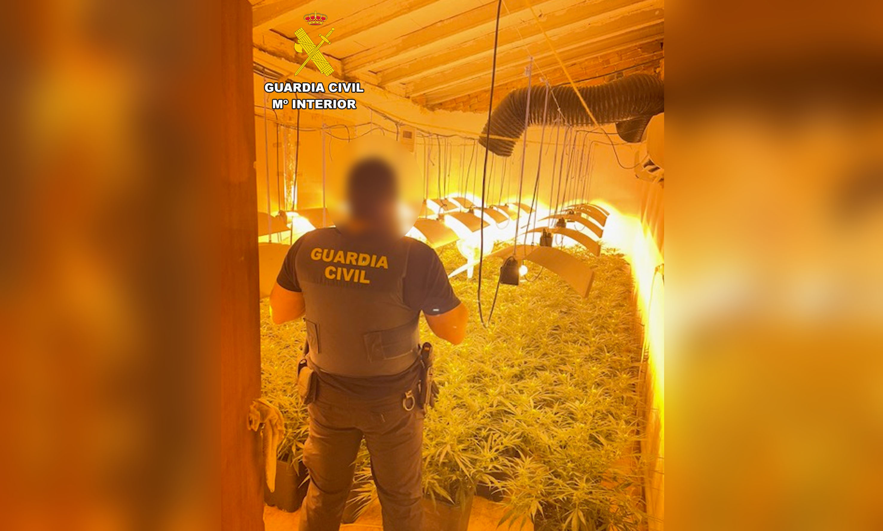 Imagen plantacion alicante1