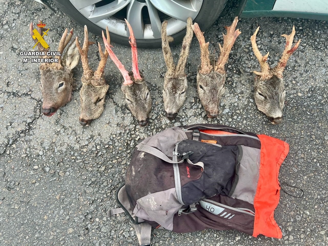 Imagen 1 rebecos caceres