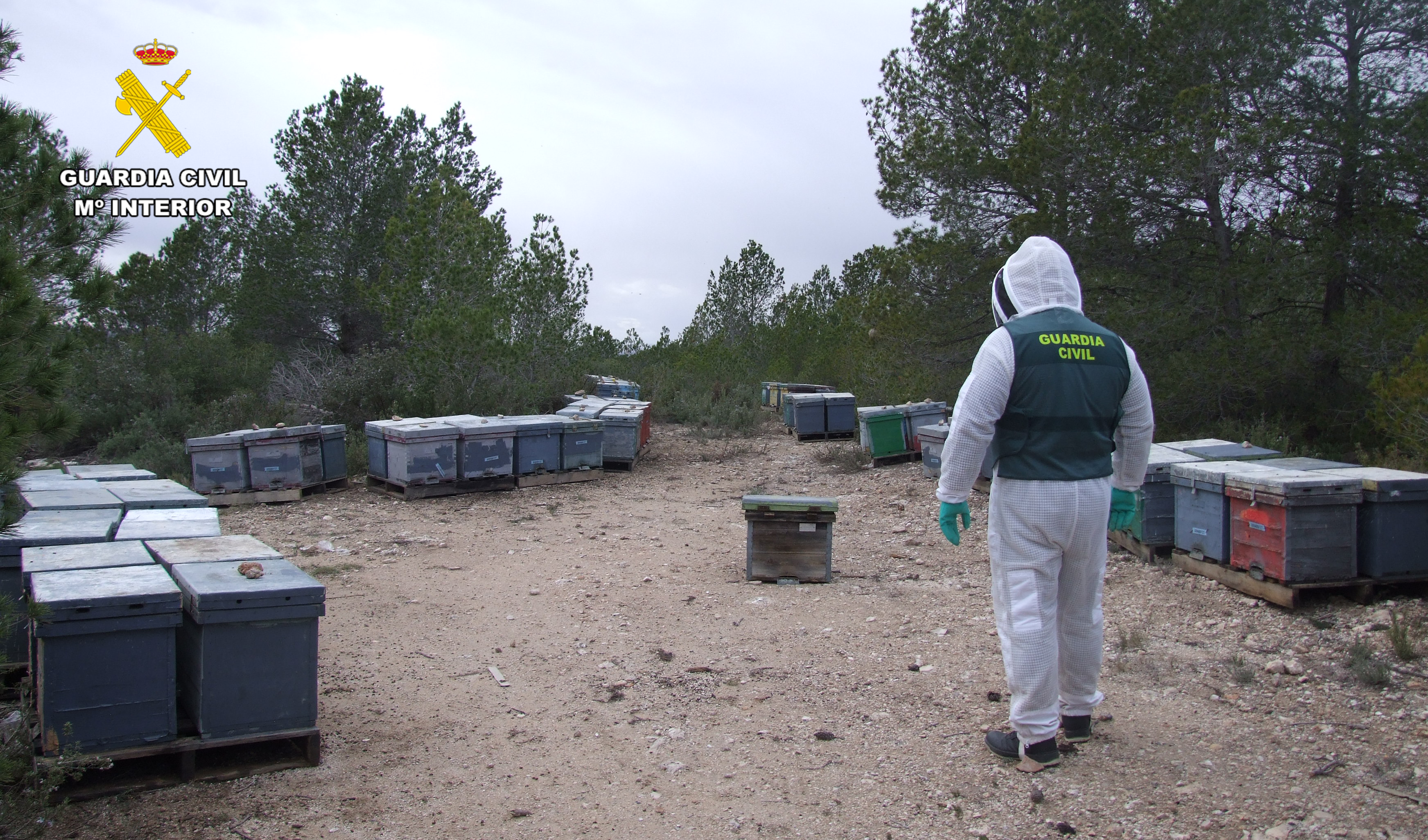 Imagen PRENSA abejas albacete 1