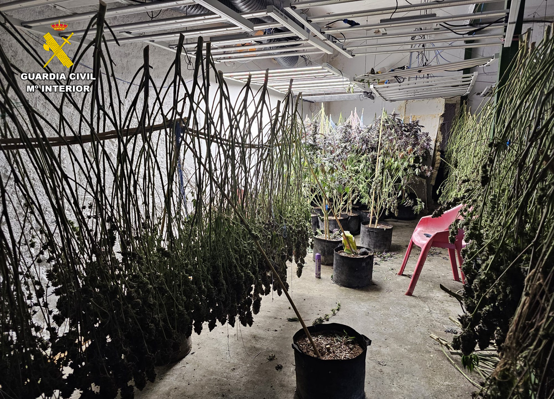 Imagen PRENSA plantacion 4