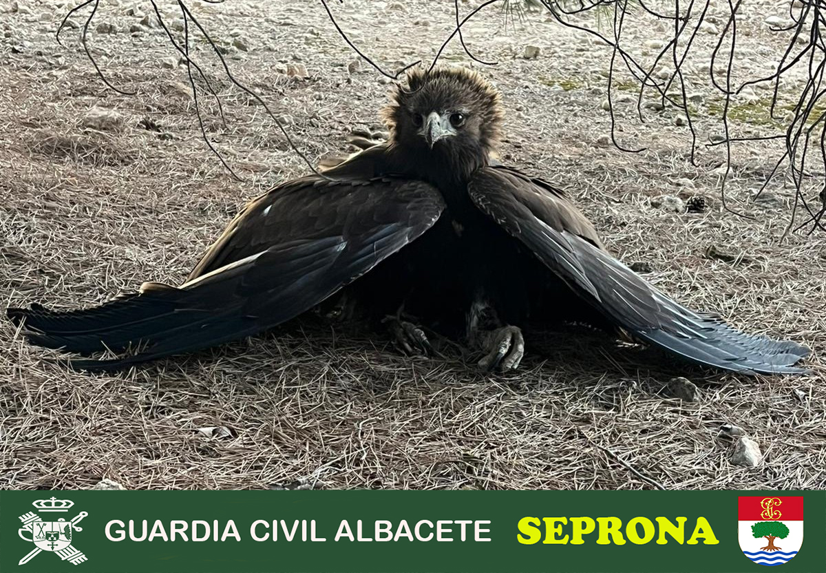 Imagen PRENSA 1 aguila recuperada albacete