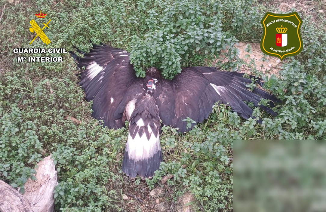 Imagen PRENSA AGUILA REAL