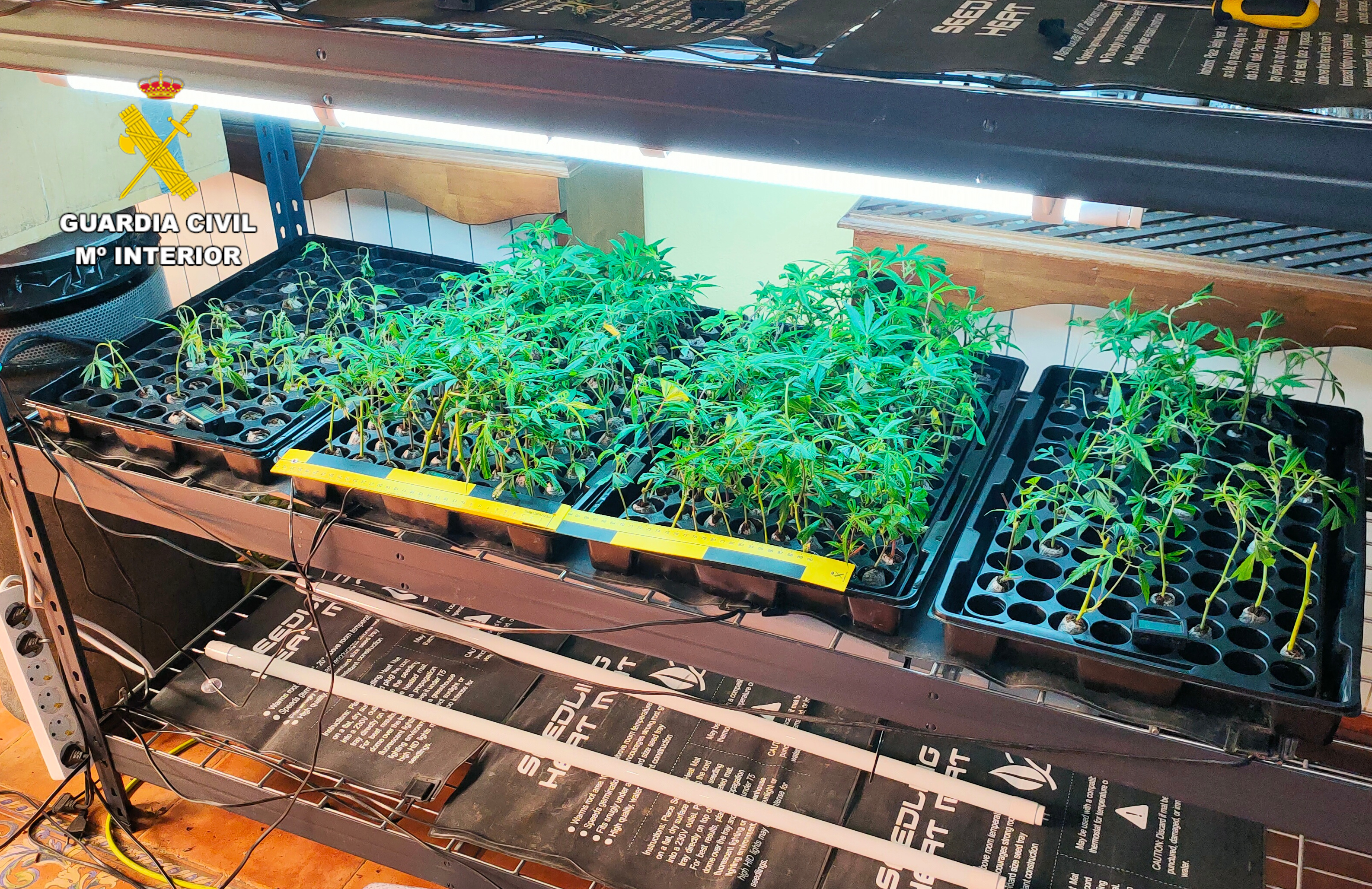 Imagen PRENSA plantacion indoor albacete