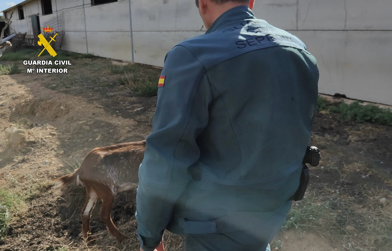 Imagen agente del SEPRONA en la explotación ganadera