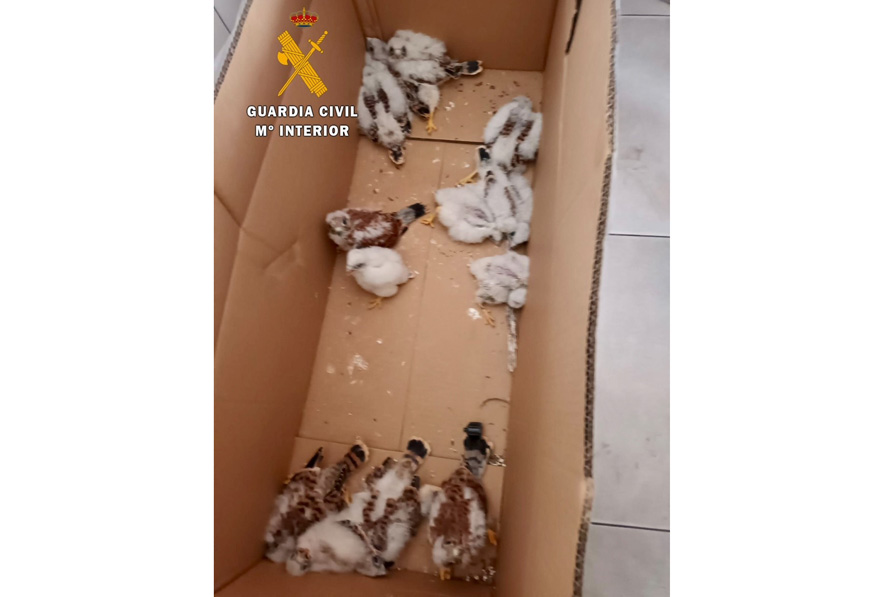 Imagen de los cernícalos primilla