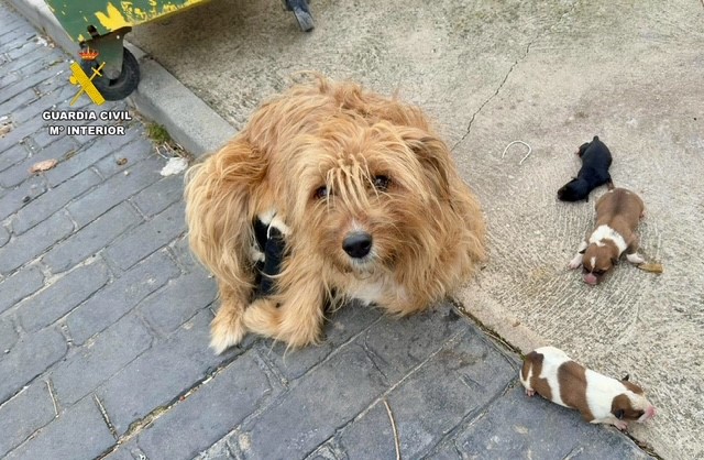 Imagen maltrato perros caceres 1
