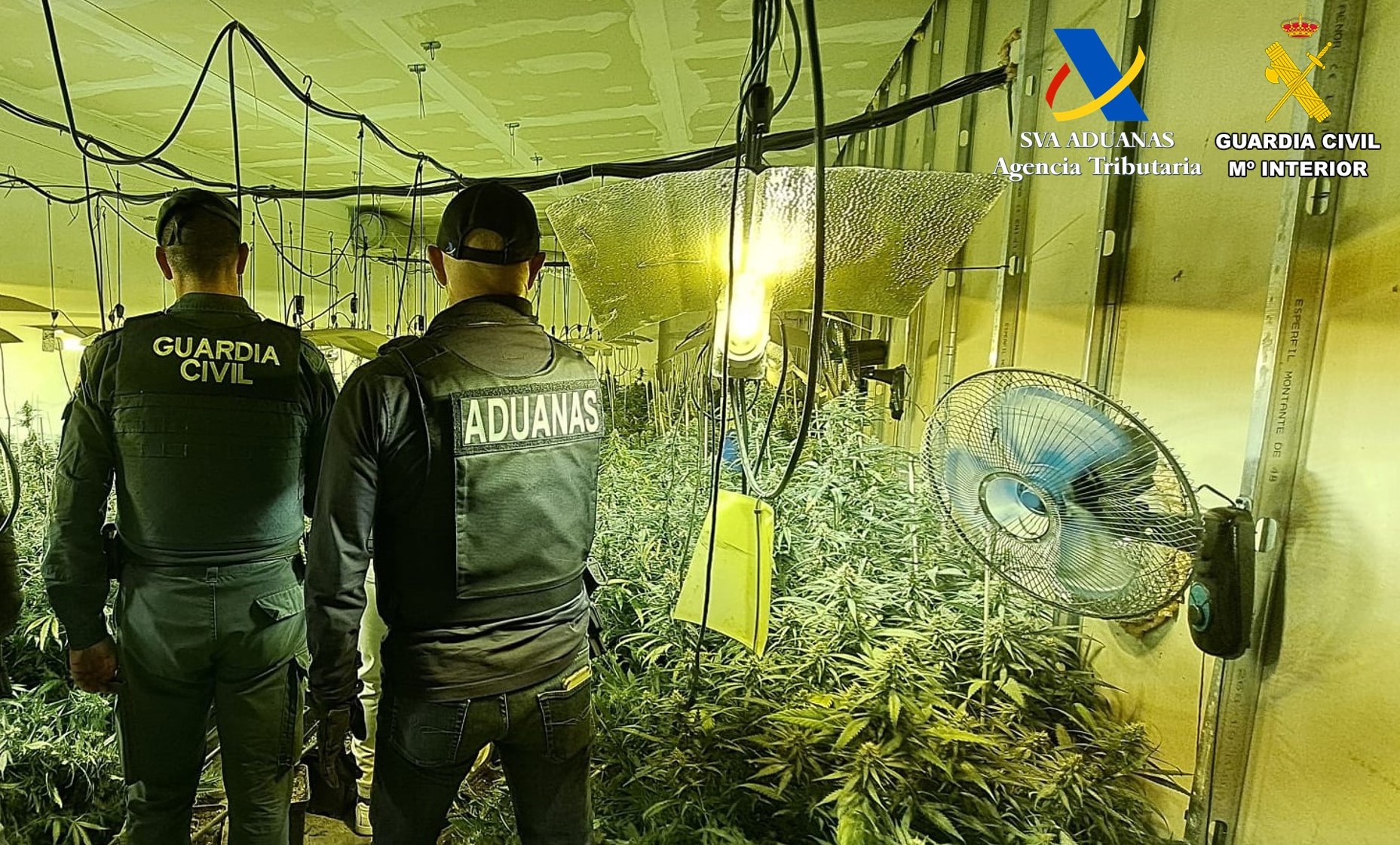 Imagen plantacion2