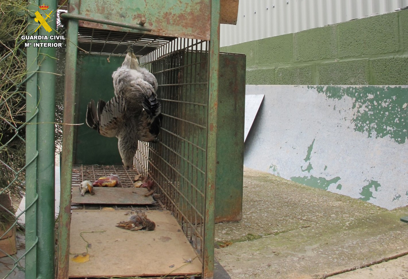 Jaula dispuesta con cebos