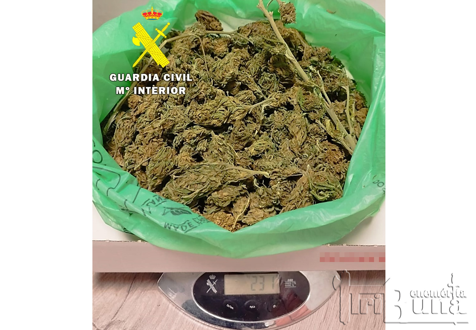MARIHUANA 231 gramos