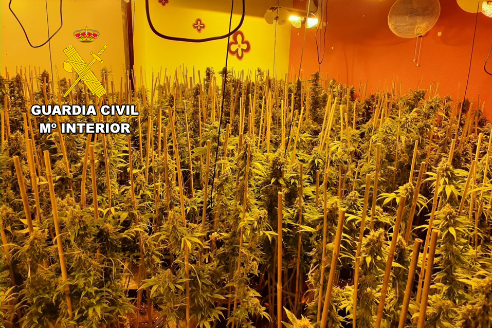 MARIHUANA POZO ALCÓN
