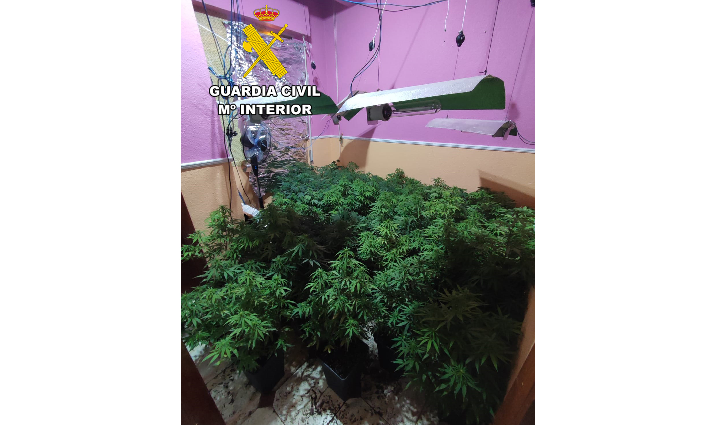 MARIHUANA TORREDELCAMPO
