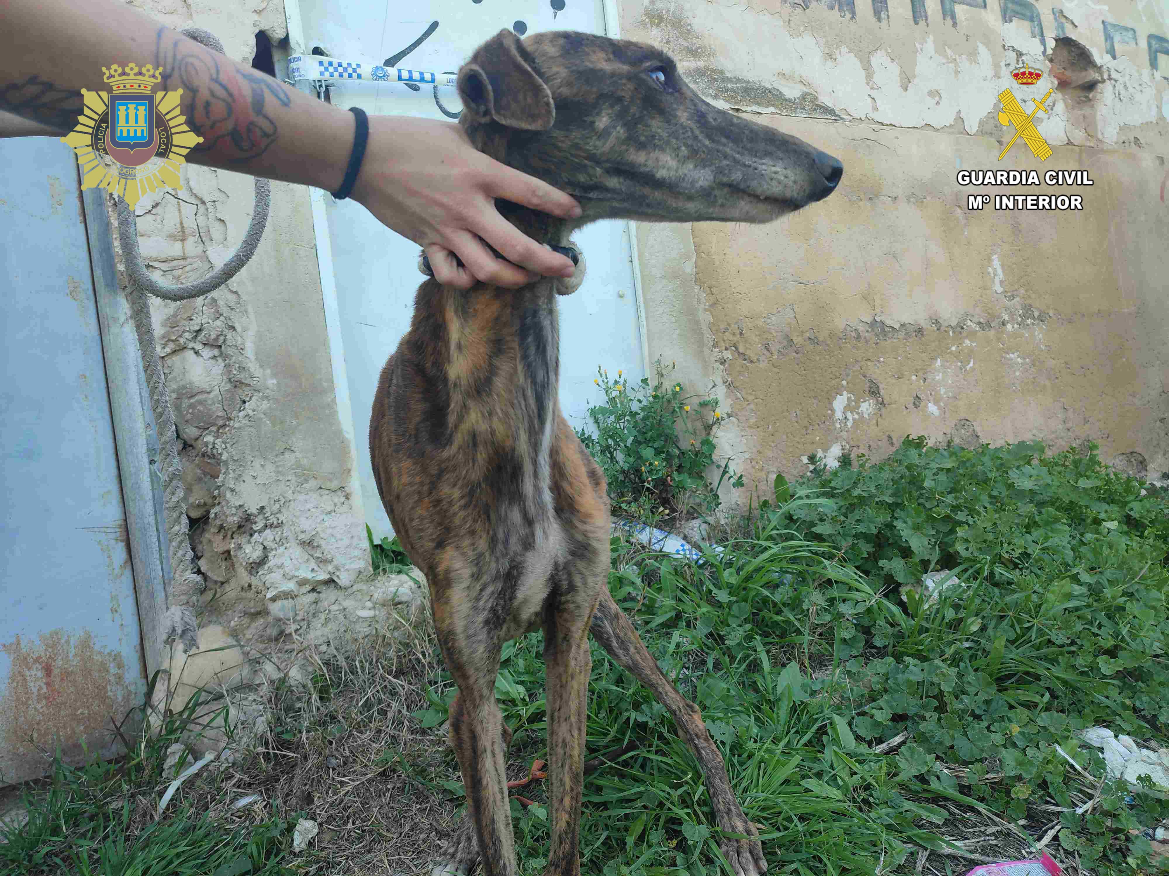 Maltrato animal PL Seprona 7