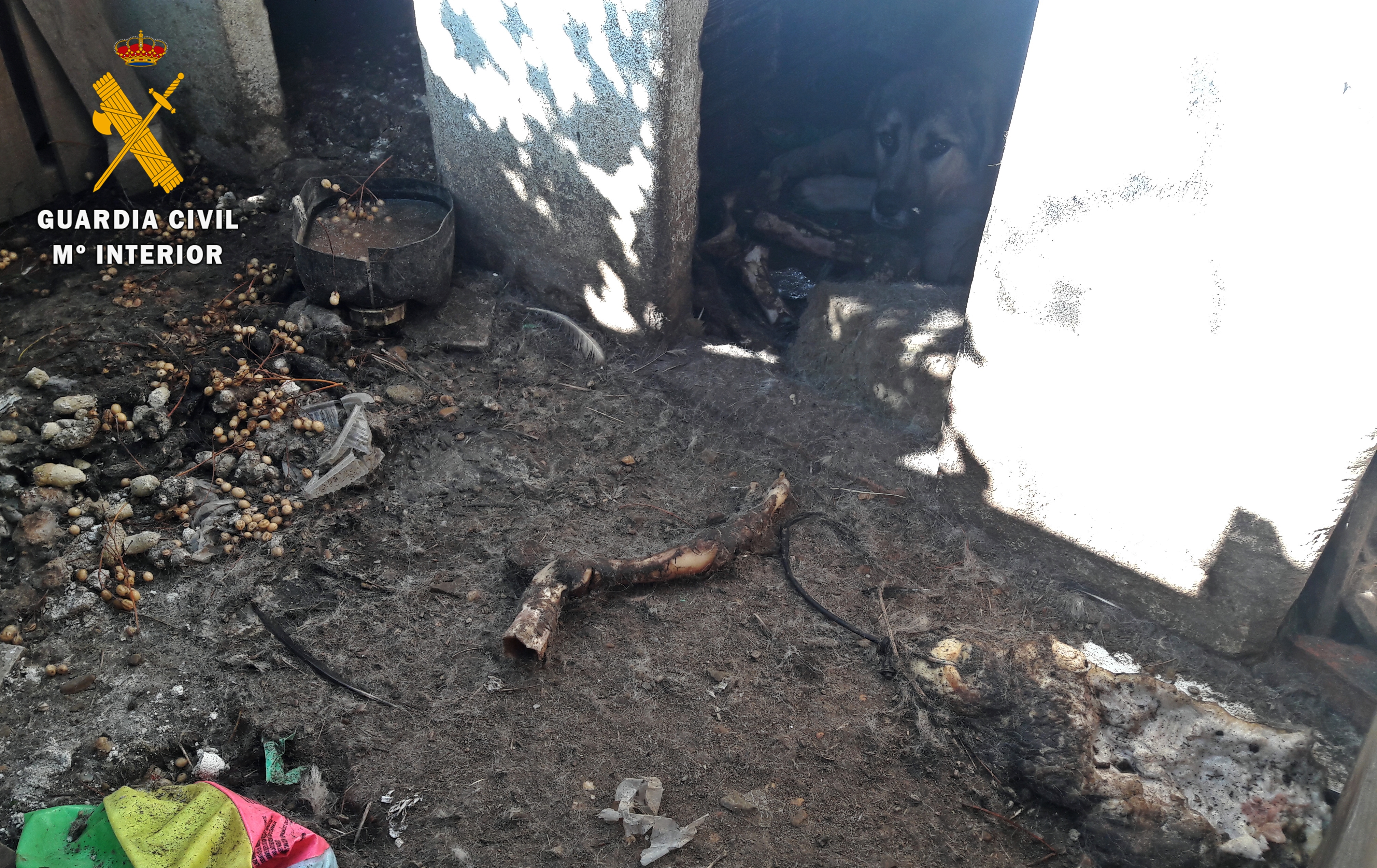 Maltrato animal Zafra