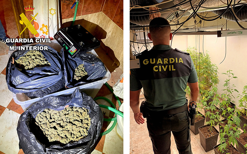 Marihuana Fuerte del Rey 1
