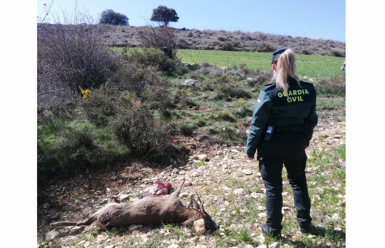 NOTA PRENSA INVESTIGADOS CAZA