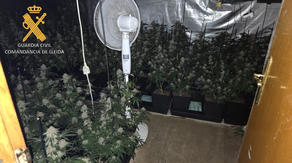 NP Marihuana Lleida2