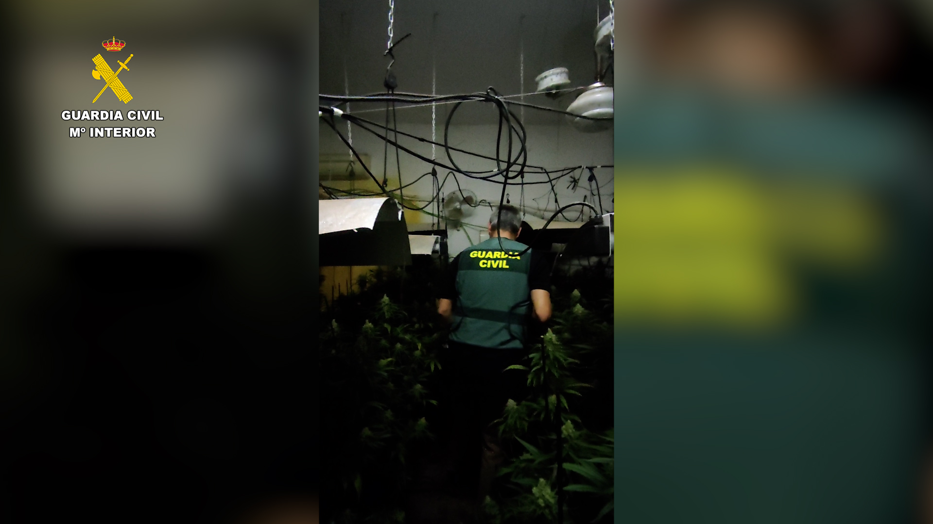 OPC CORDOBA PLANTACIÓN MARIHUANA LUCENA 01