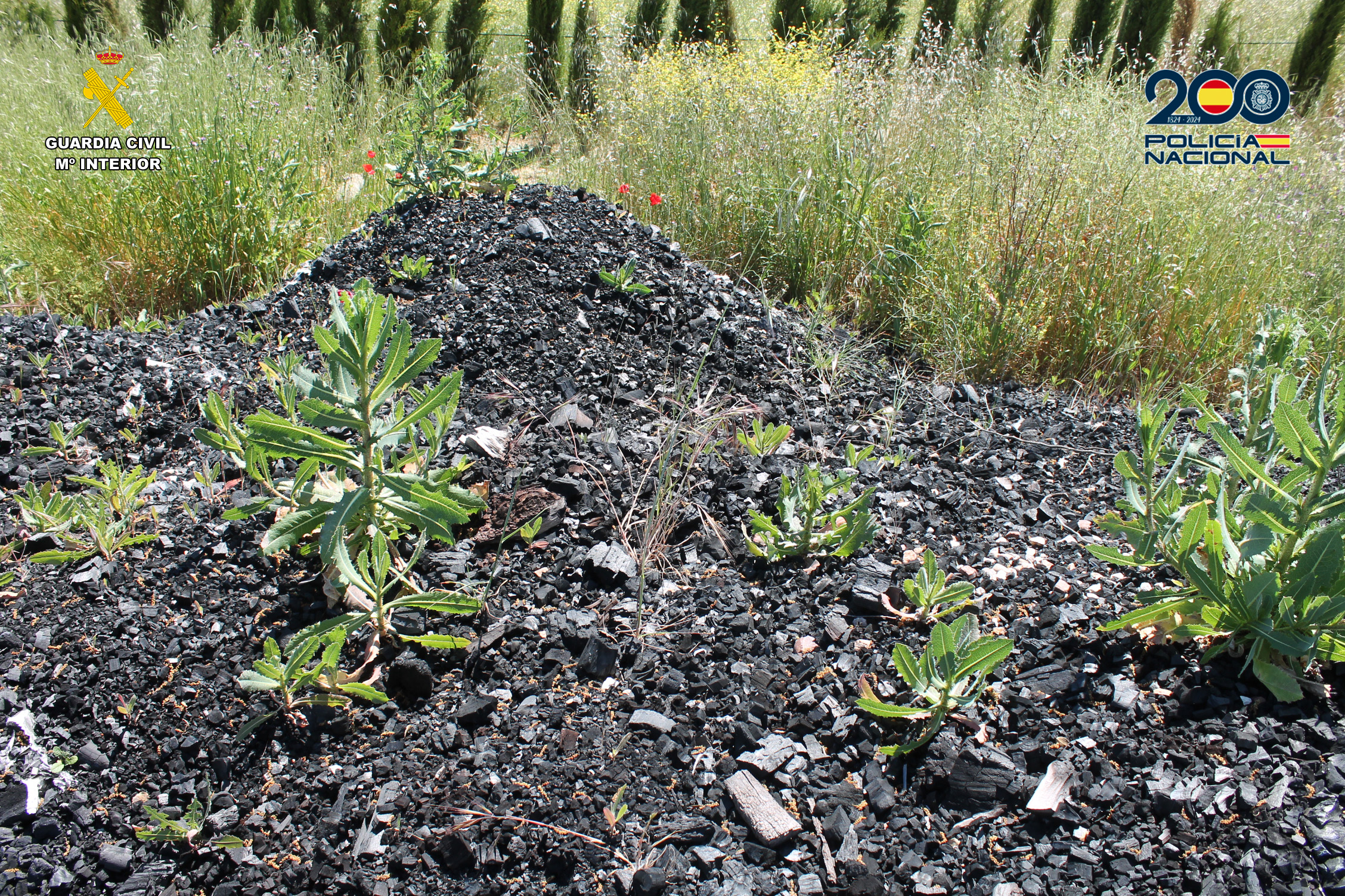Op Artico Nartino conjunta ciudadreal editada
