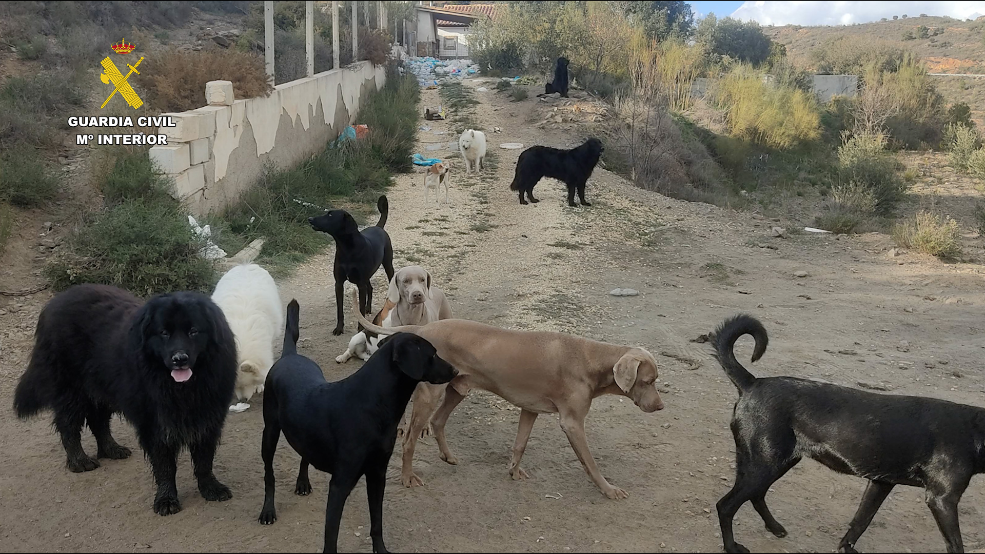 Op Sanctumer Almeria seprona editada.00 02 32 12.Imagen fija001