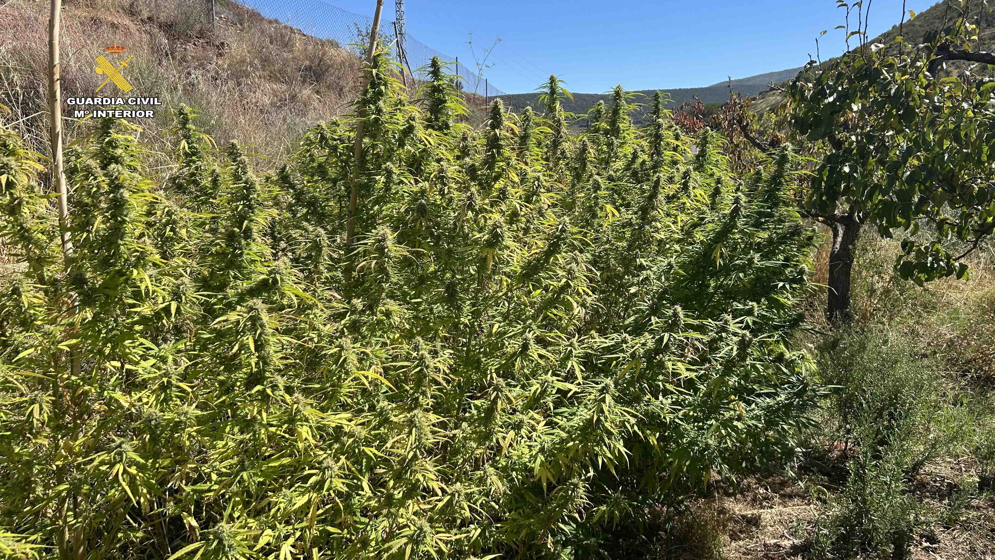 Operativos plantaciones marihuana 5