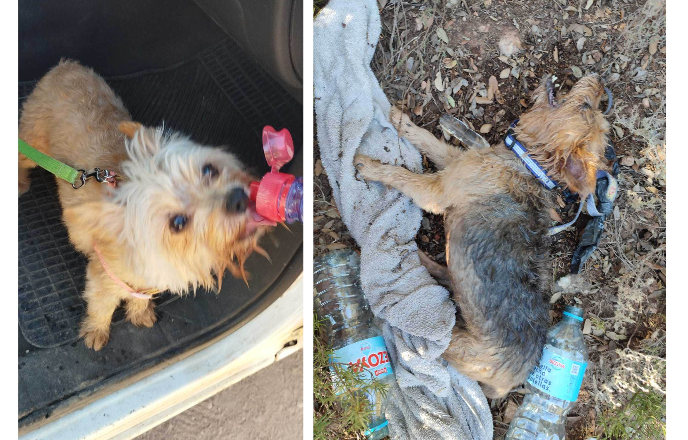 PERRO RESCATADO LAGUNAS DE RUIDERA