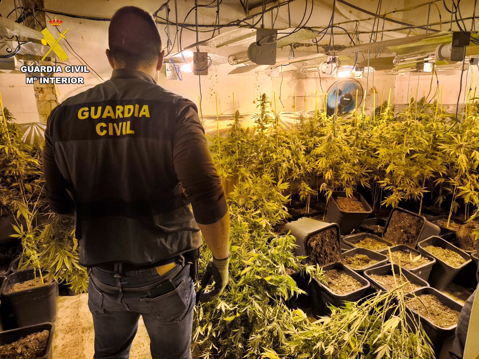 PLANTACION MARIHUANA CABEZA DEL BUEY 2