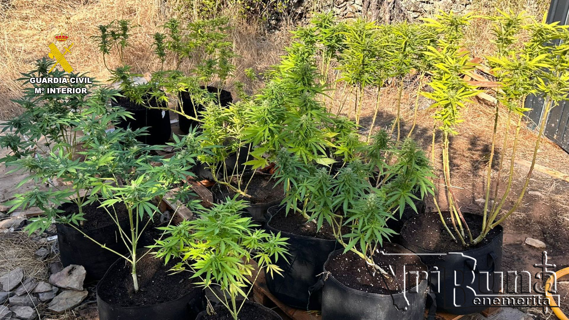 Parte de las plantas aprehendidas