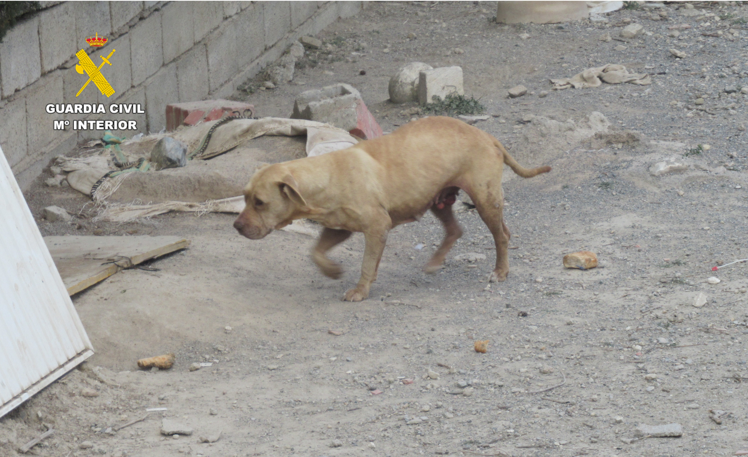 Perro Alhendín