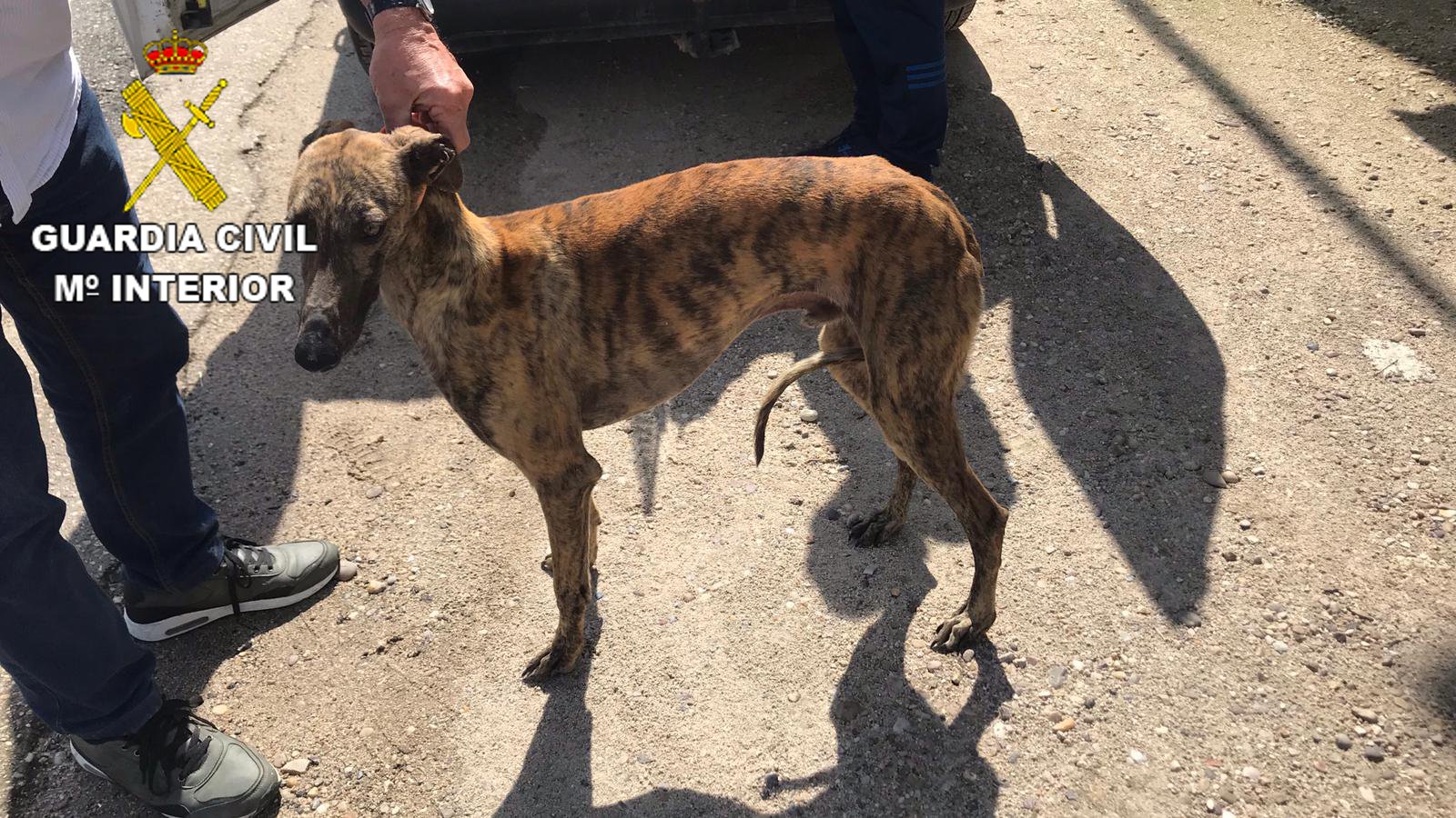 Perro sustraído en Olías del Rey y recuperado