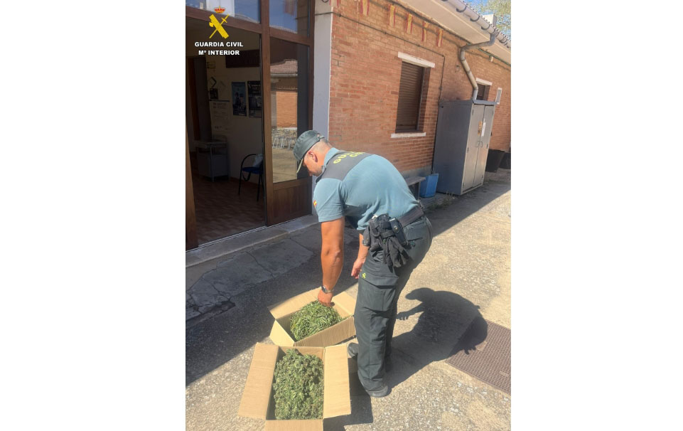 Planta marihuana en carrion 29 9 2026 143748