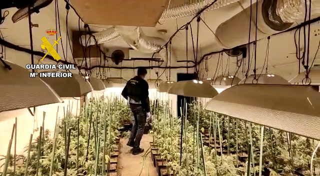 Plantacion marihuana 2