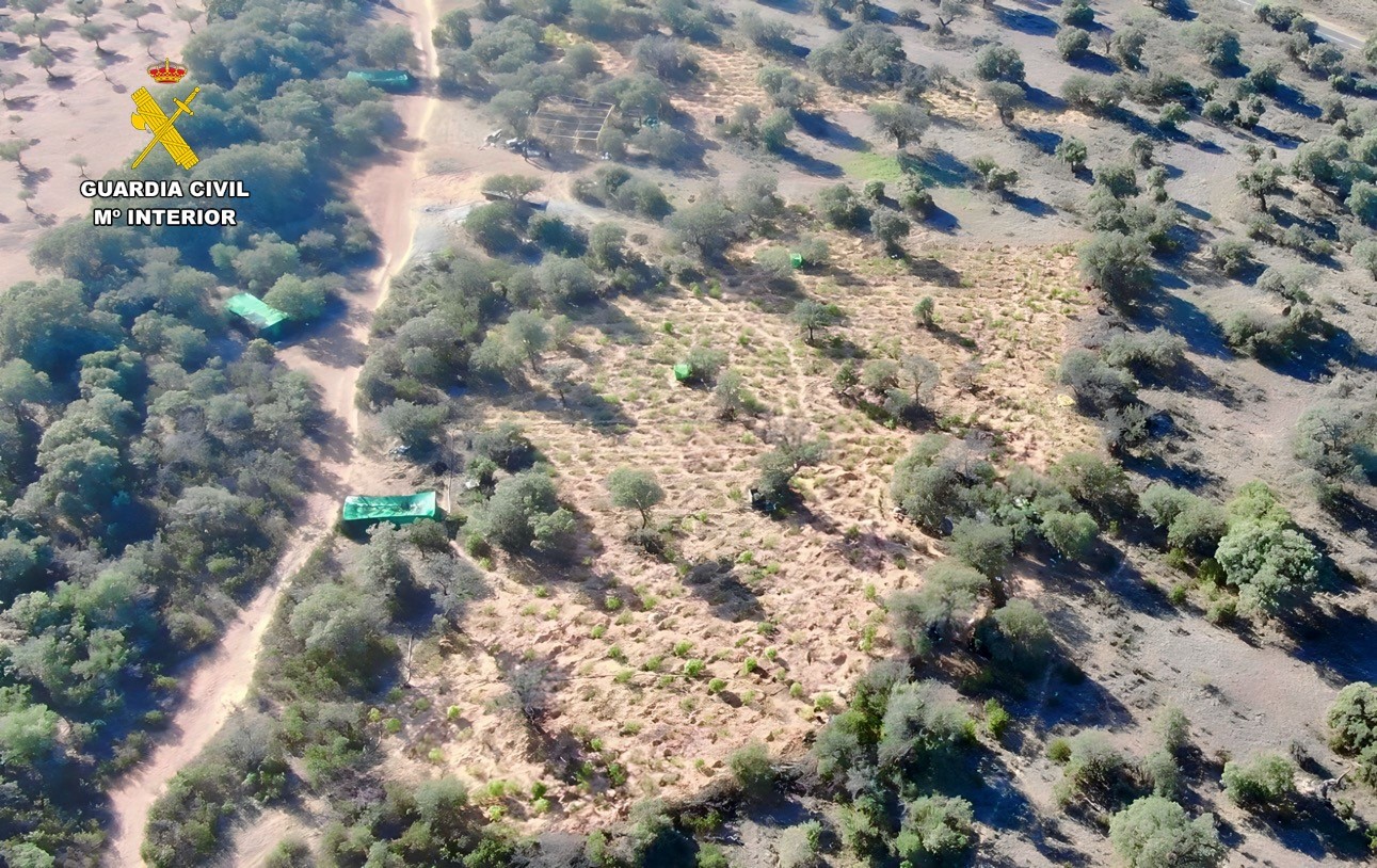 Plantación