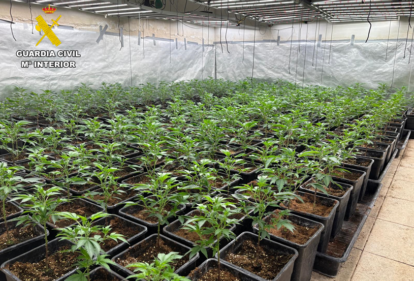 Presentación1 plantacion ciudad real