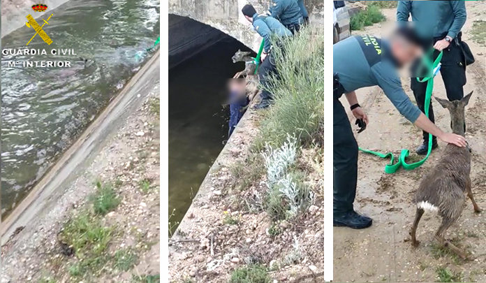 Rescate corzo toledo 1